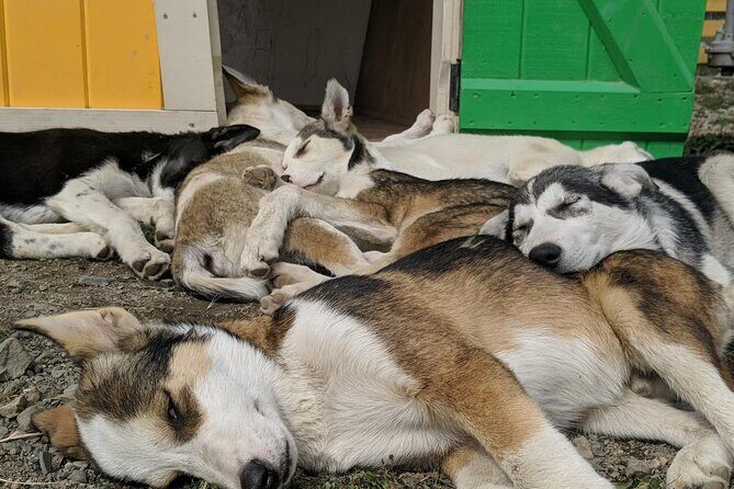 Yukon Husky Puppy Play Time & Summit Tour - The Sum Up