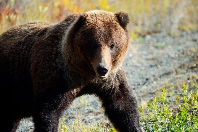 Yukon Summer Dream - Active Summer Adventure | 5 days - Day 4: Paddling Through Yukon’s History