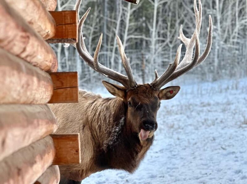 Yukon Wildlife & Nordic Hot Springs Experience - The Itinerary Breakdown: What to Expect