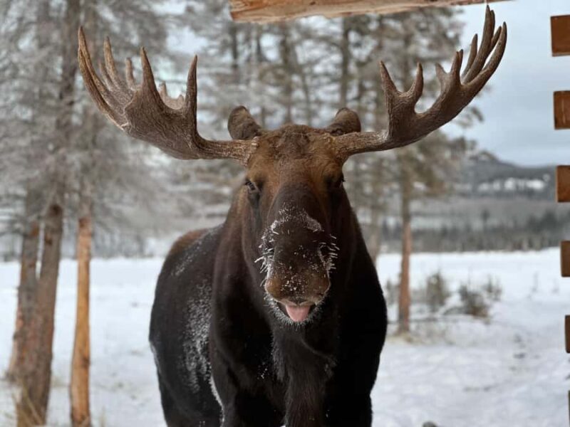Yukon Wildlife & Nordic Hot Springs Experience - The Practical Details