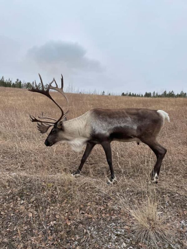 Yukon Wildlife & Nordic Hot Springs Experience - The Sum Up: Who Should Consider This Tour?