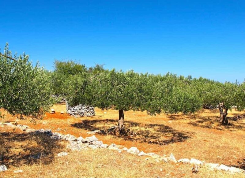 Zadar, ibenik: olive oil, wine & food tasting, Self Drive - A Closer Look at the Experience