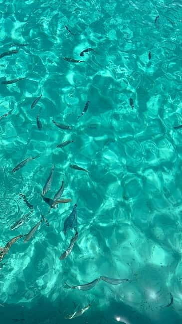 Zadar: Luxury speedboat trip: 3 islands, vine & fruit - The Bottom Line: A Relaxing Day on the Water
