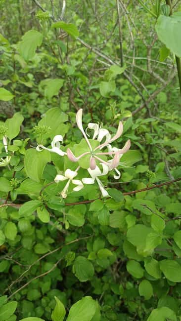 Zagreb through plants: an urban botanical walk - Key Points