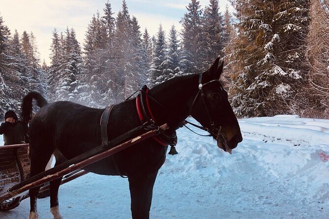 Zakopane & Sleigh Ride with Bonfire - Group Tour from Kraków - Who Should Consider This Tour?
