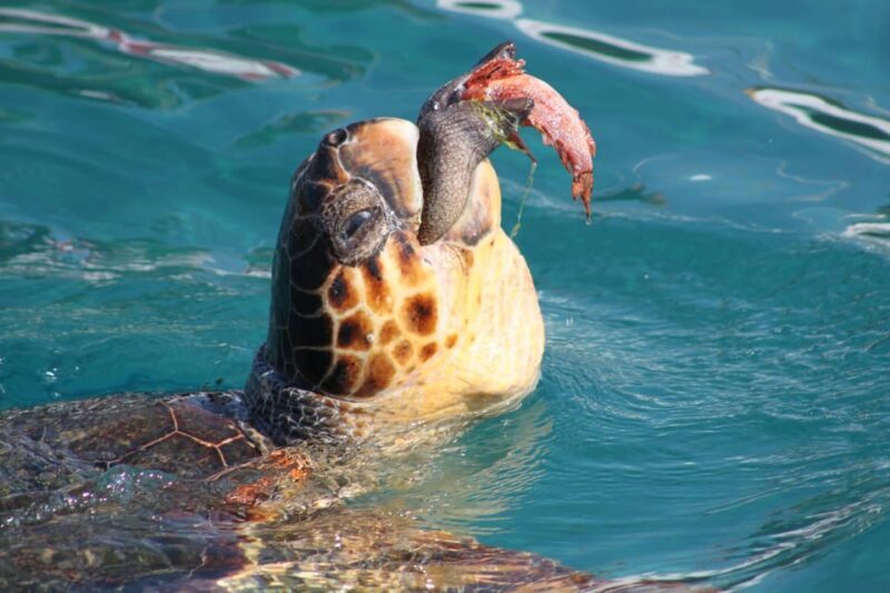 Zakynthos: Half day Caretta Turtle Spotting & Keri Caves - Key Points
