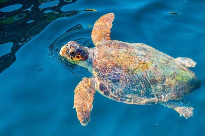 Zakynthos: Half-Day Tour to Turtle Island and Keri Caves - Olive Oil and Local Flavors