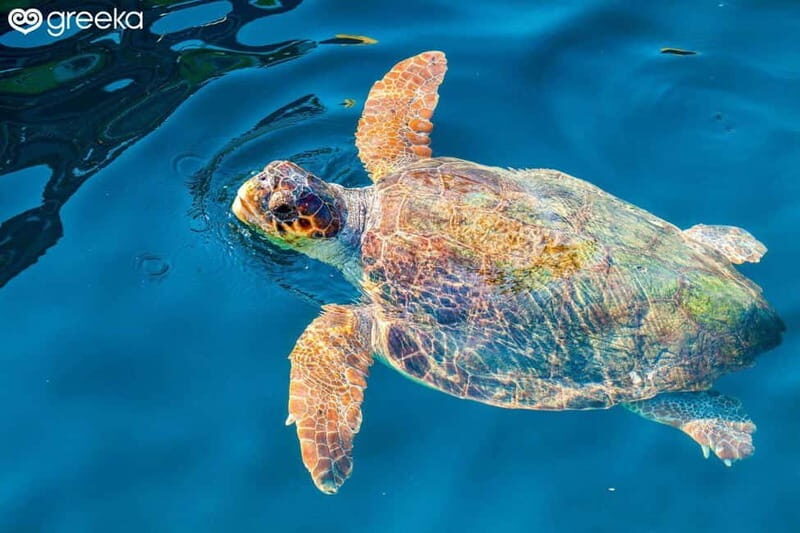 Zakynthos: Laganas, Keri, & Marathonisi Turtle Spotting Tour - Who is This Tour Best For?