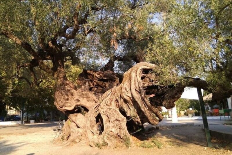 Zakynthos Sunset Tour to Kampi with Greek Night! - FAQ