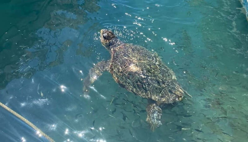 Zakynthos: Turtle Island, Cameo and Keri Caves + Transport - Who Should Consider This Tour?