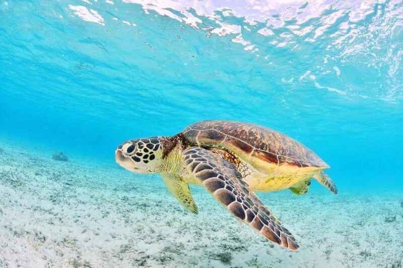 Zakynthos: Turtle Spotting Boat Trip in Laganas Bay - Key Points