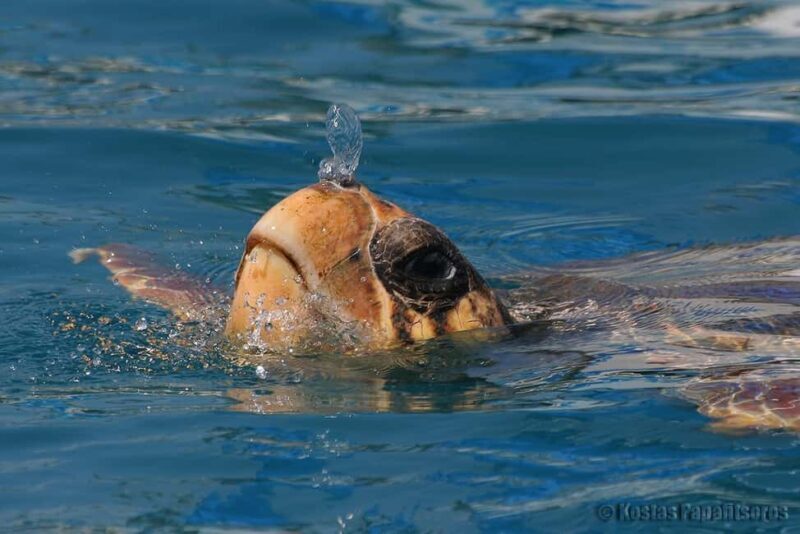 Zakynthos: Turtle Spotting Boat Trip in Laganas Bay - The Itinerary and Stops