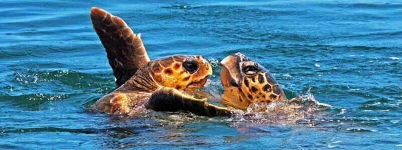 Zakynthos: Turtle Spotting Boat Trip in Laganas Bay - Return and Flexibility