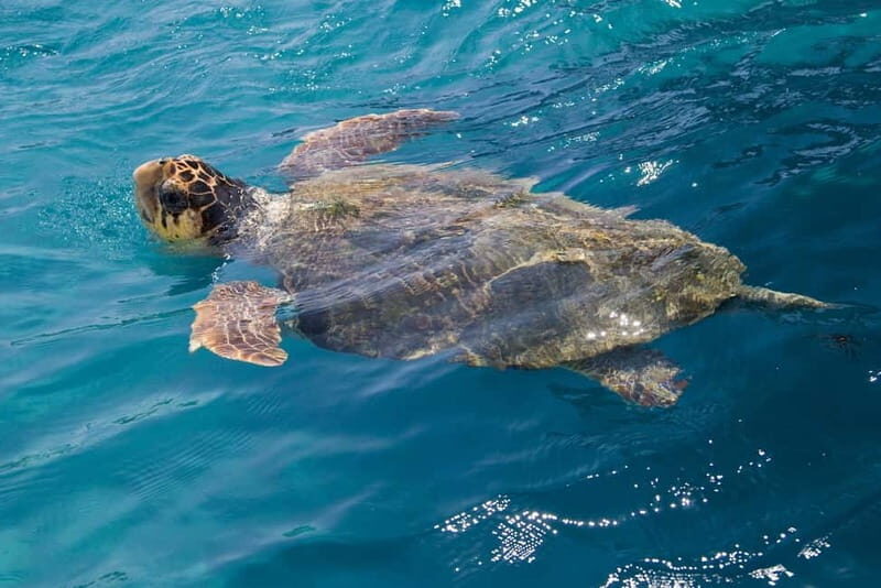 Zakynthos: Turtle Spotting Cruise with Glass-Bottom Boat - An In-Depth Look at the Zakynthos Turtle Spotting Cruise