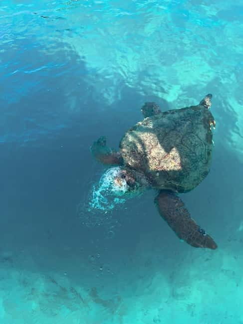 Zakynthos: Turtles, Marathonisi & Keri Caves Speedboat Tour - A Deep Dive into the Zakynthos Speedboat Experience
