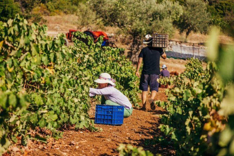 Zakynthos: Vineyard & Winery Tour with Local Winemaker - The Sum Up
