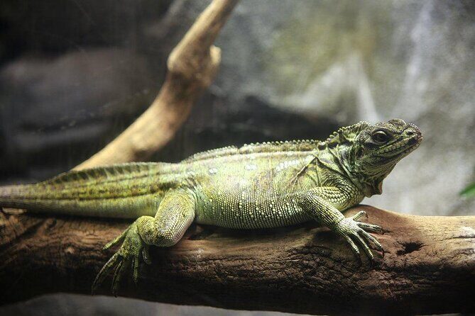 Zaragoza Aquarium Admission Ticket - Exploring the Zaragoza Aquarium: An Underwater Adventure in Spain