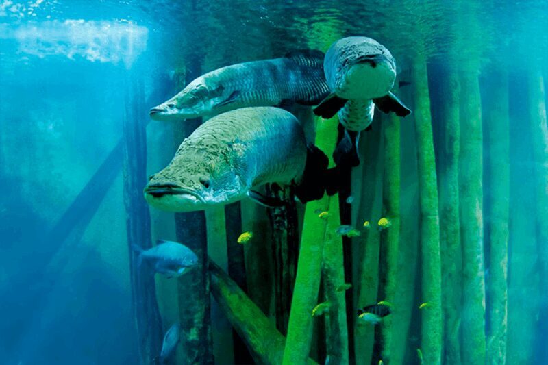 Zaragoza : Aquarium entry ticket - Key Points