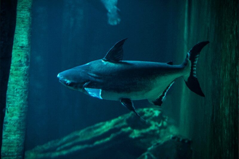 Zaragoza : Aquarium entry ticket - Final Thoughts: Is It Worth It?
