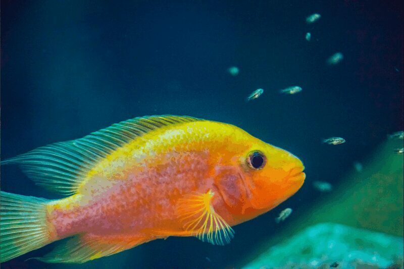 Zaragoza : Aquarium entry ticket - FAQ