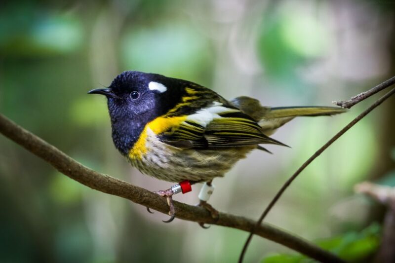 Zealandia by Day Tour - Exploring Zealandia: A Natural Treasure in Wellington