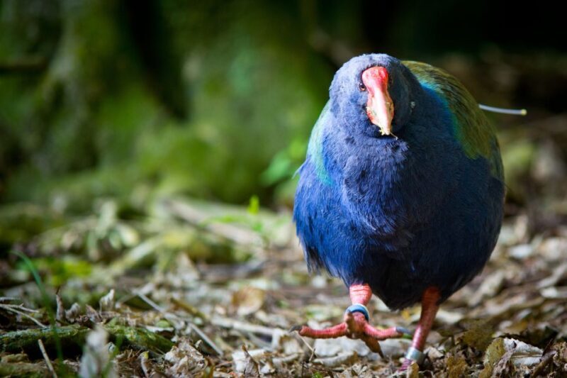 Zealandia by Day Tour - Who Should Book This Tour?