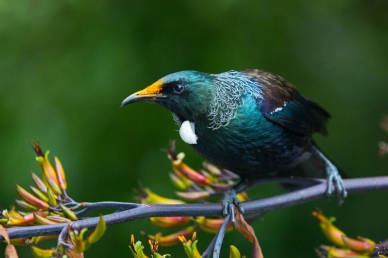 Zealandia by Day Tour - FAQ