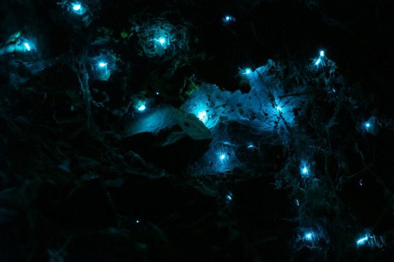 Zealandia by Night Tour - Key Points