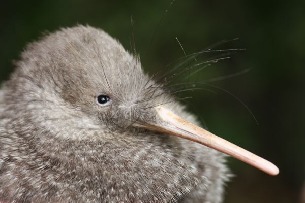 Zealandia by Night Tour - An In-Depth Look at Zealandia by Night