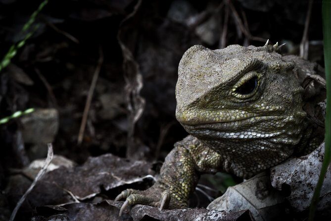 Zealandia Small Group Eco Wildlife Night Tour - Final Thoughts