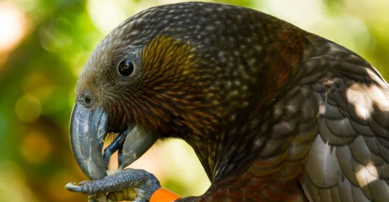 Zealandia Twilight Ecosanctuary Tour - The Sum Up