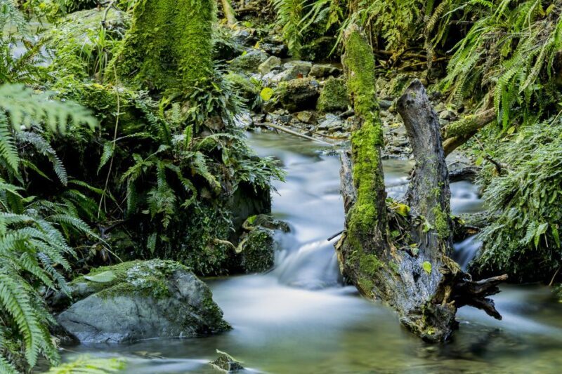 Zealandia Twilight Ecosanctuary Tour - Frequently Asked Questions