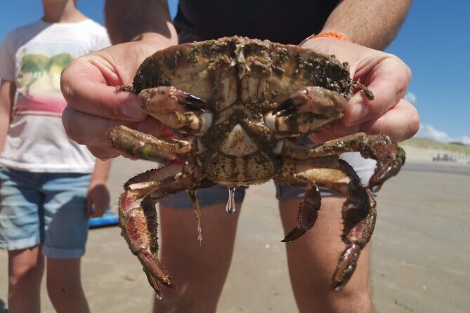Zeeland Beach safari with Fishnet NL/DE - FAQ: Your Questions About the Zeeland Beach Safari