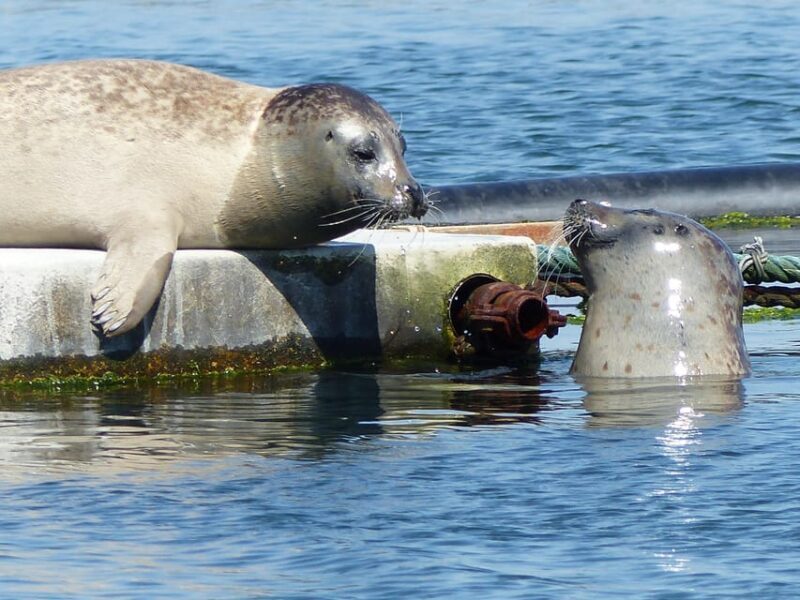 Zeeland Zeehonden strand safari NL/DE - Who Should Consider This Experience?