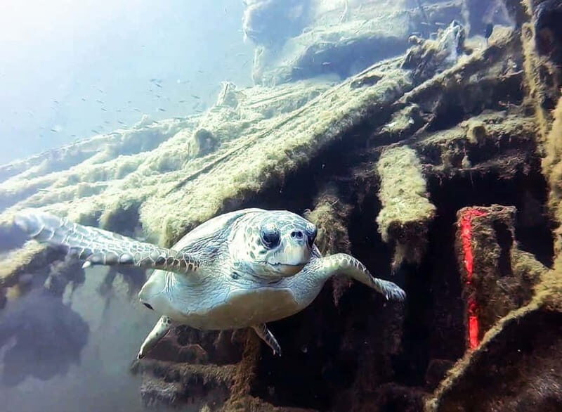 Zenobia Wreck: Private Guided Dive - Frequently Asked Questions