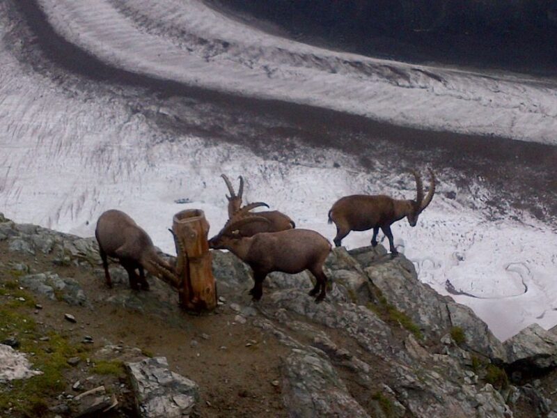 Zermatt & Mt. Gornergrat Small Group Day Trip from Basel - Key Points