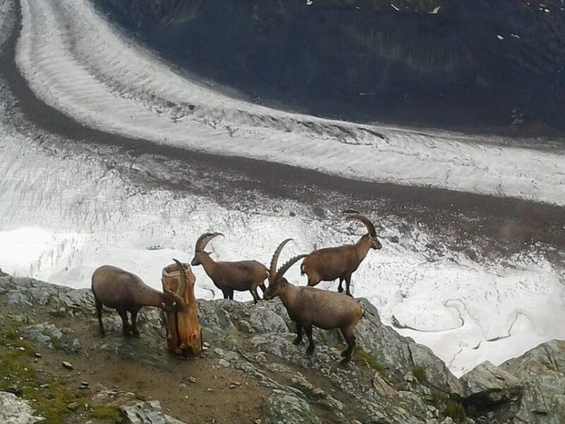 Zermatt & Mt. Gornergrat Small Group Day Trip from Zürich - The Sum Up