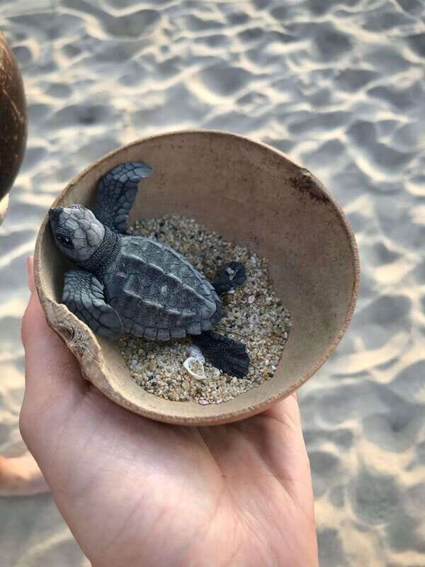 Zihuatanejo, Guerrero: Turtle Release Experience - A Detailed Look at the Turtle Release Experience