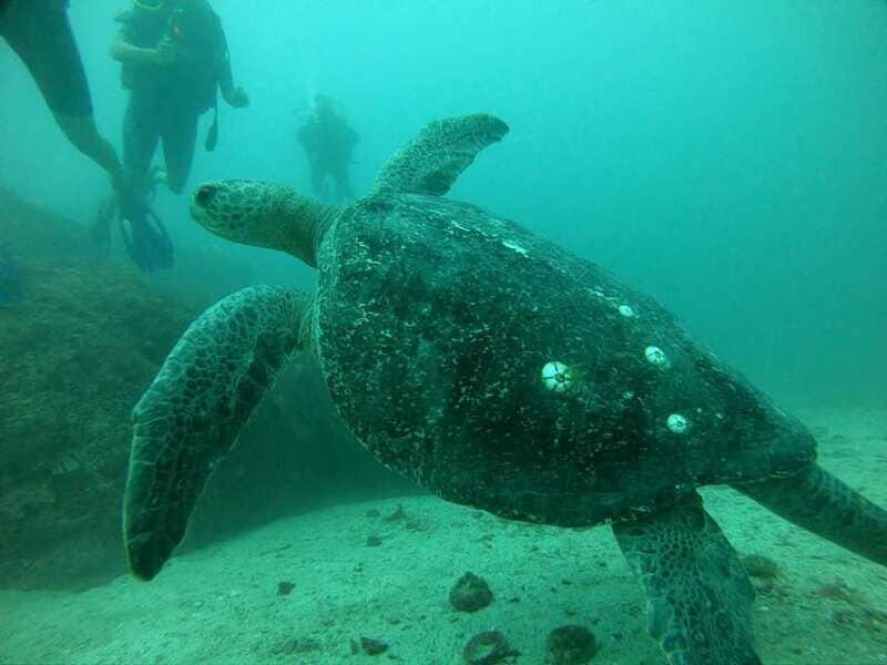 Zihuatanejo: Marine Life Observation Tour - Key Points