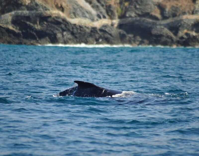 Zihuatanejo: Marine Life Observation Tour - A Closer Look at the Marine Life Observation Tour