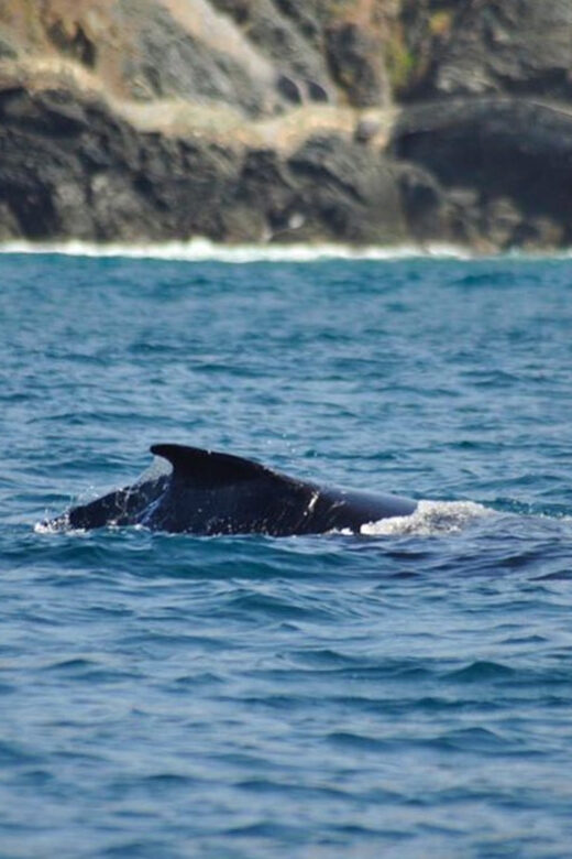 Zihuatanejo: Marine Life Observation Tour - FAQ About the Marine Life Observation Tour