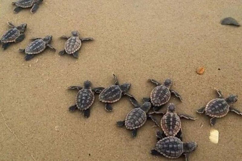 Zihuatanejo: Turtle Release Experience at Playa Blanca - Key Points
