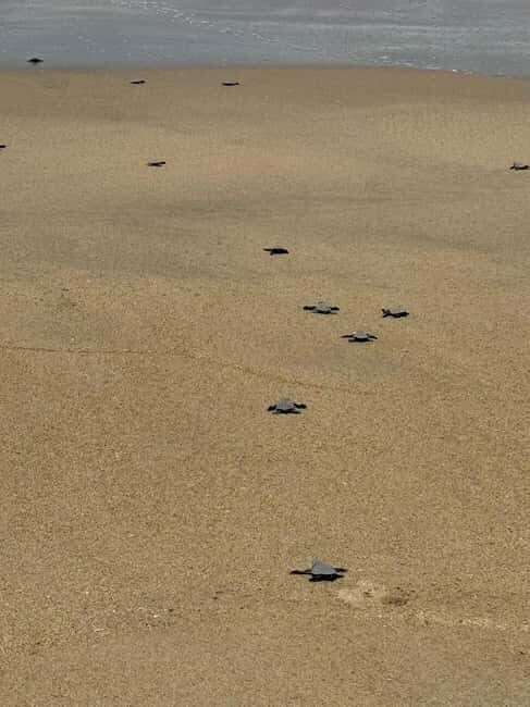 Zihuatanejo: Turtle Release Experience at Playa Blanca - Final Thoughts: Who Will Benefit Most?