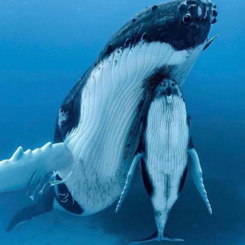 Zihuatanejo: Whale Encounter Experience - Key Points