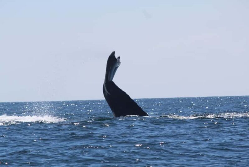 Zihuatanejo: Whale Encounter Experience - An In-Depth Look at the Whale Encounter Experience