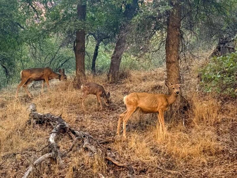 Zion National Park: Half-Day Hiking Tour with Guide - The Sum Up