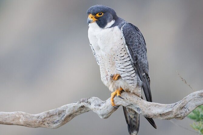 Zion National Park Limited Edition Bird Watching Tour - A Detailed Guide to the Zion Bird Watching Tour