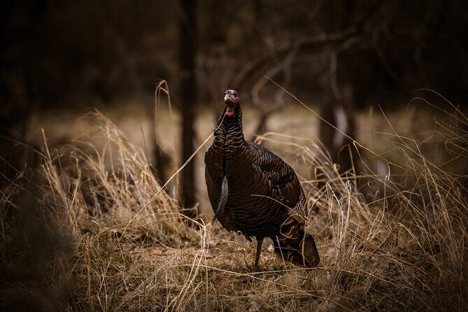 Zion National Park Self-Guided Driving & Shuttling Tour - Who Would Benefit Most from This Tour?