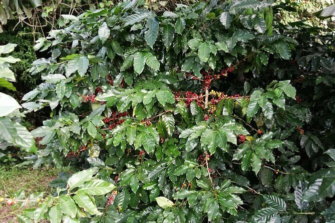 Zip line, Hot Springs, horses and More Aventure. - A Full Breakdown of the Costa Rican Experience