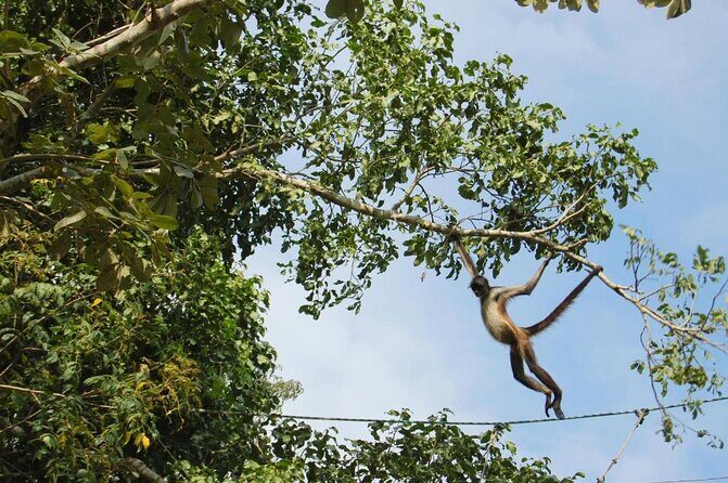 Zip lining and Canoe Monkey jungle in Tulum - Tulum’s Jungle Adventure: Ziplining and Canoe at Punta Laguna